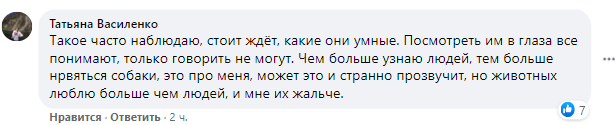 Собака в Киеве перешла дорогу по всем правилам и поразила сеть